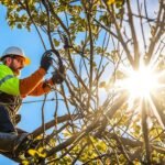 arborist tree service