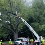 emergency tree removal services near me
