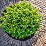 how to install brick edging around a tree