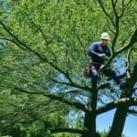 local tree care and landscapes
