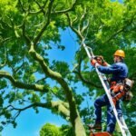 local tree care companies
