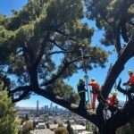 tree removal east bay ca