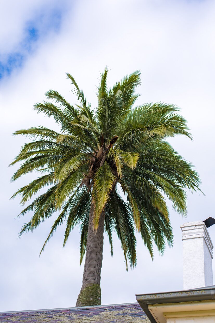 Palm Tree Removal Services