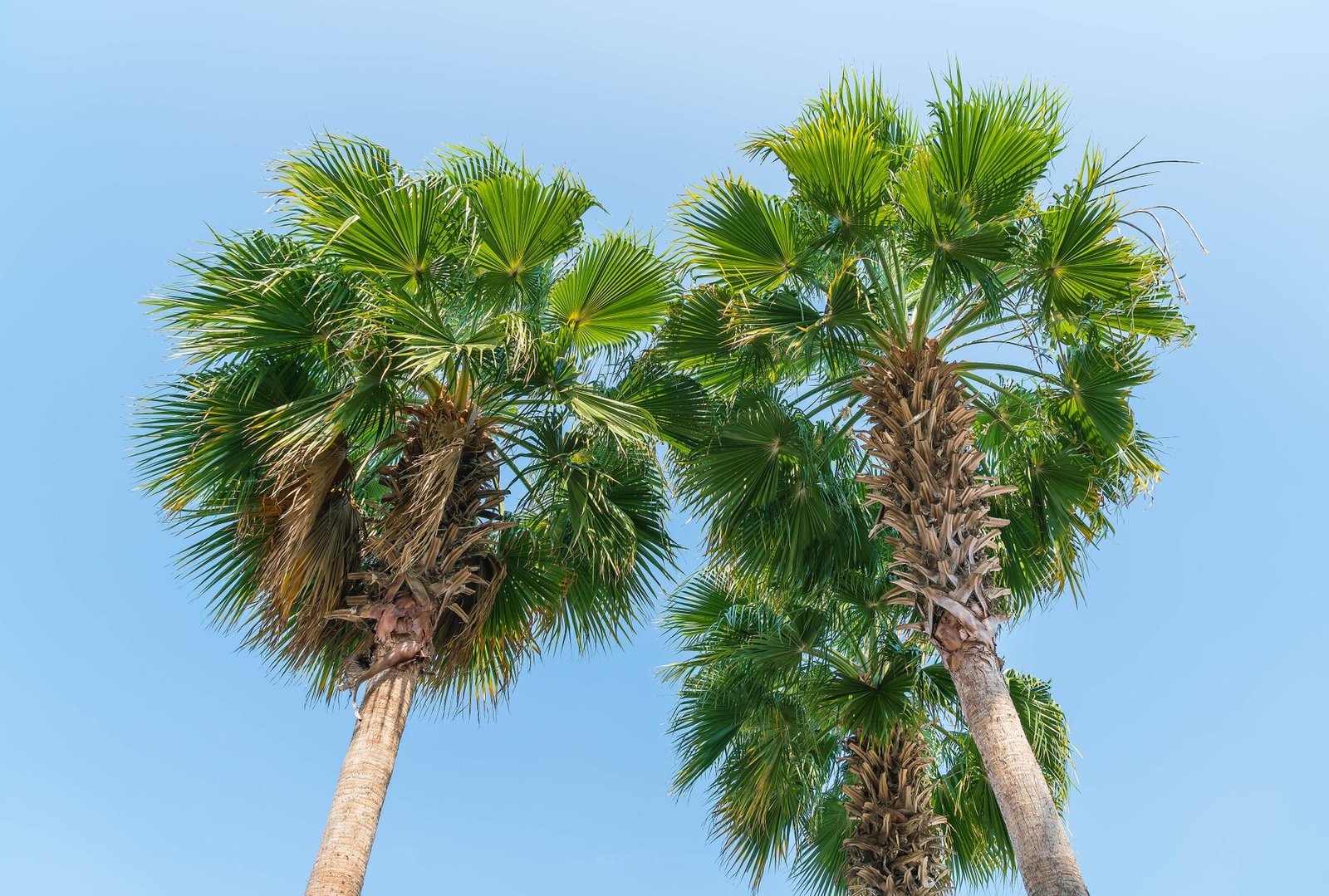 Palm Tree Trimming and Maintenance Services