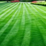 organic turf lawn care