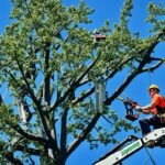 tree care and construction