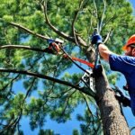 tree care partners