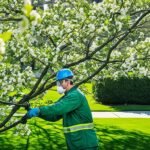 tree service and lawn care
