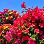 flowering shrubs Lake Elsinore