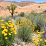 native plants Murrieta