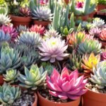 succulent care Winchester